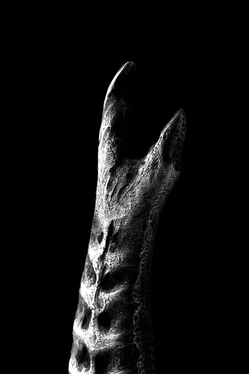 "Alcyone" (2nd limited edition)